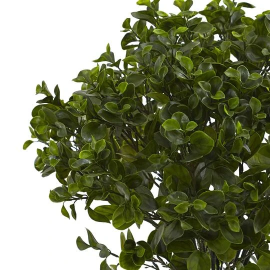 2.5ft. Potted Peperomia Plant 5 2.5ft. Potted Peperomia Plant - Image 3