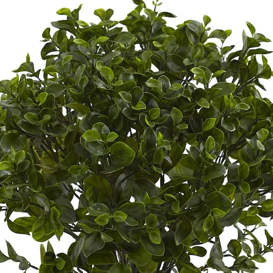 2.5ft. Potted Peperomia Plant 6 2.5ft. Potted Peperomia Plant - Image 4