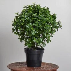 2.5ft. Potted Peperomia Plant 12 2.5ft. Potted Peperomia Plant -Michaels D251786S 14