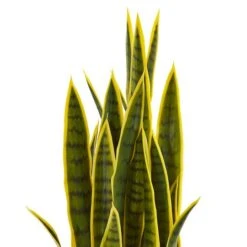 3ft. Potted Snake Plant -Michaels D251798S 12