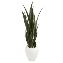 4.25ft. Sansevieria Plant In White Planter