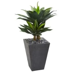 3ft. Double Agave Succulent Plant In Slate Planter