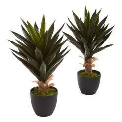 20" Potted Agave Plant, 2ct.