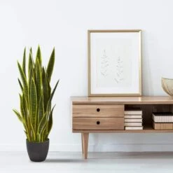 3ft. Potted Green & Yellow Snake Plant -Michaels D251827S 12