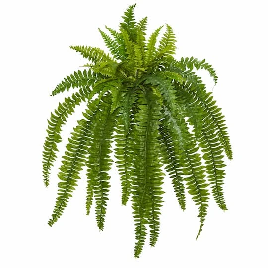35” Boston Fern Plant, 2ct. 4 35” Boston Fern Plant, 2ct. - Image 2