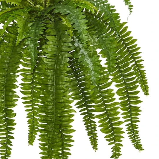 35” Boston Fern Plant, 2ct. 5 35” Boston Fern Plant, 2ct. - Image 3