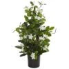 24” Potted White Stephanotis Climbing Plant 2 24” Potted White Stephanotis Climbing Plant -Michaels D251851S 11