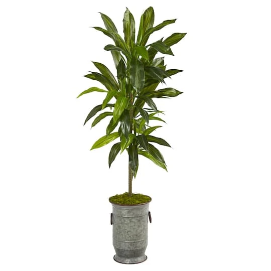 4ft. Dracaena In Vintage Metal Planter 3 4ft. Dracaena In Vintage Metal Planter
