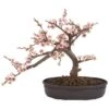 15" Potted Cherry Blossom Bonsai Silk Tree