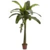 6ft. Potted Banana Tree -Michaels D251921S 11