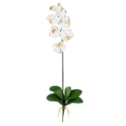 Cream Moth Orchid Stem, 6ct.