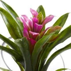 8" Purple Tropical Bromeliad Arrangement In Angled Vase -Michaels D262058S 12