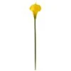 Yellow Calla Lily Stems, 12ct.