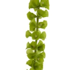 Bells Of Ireland Stems, 3ct. 9 Bells Of Ireland Stems, 3ct. -Michaels D262201S 12