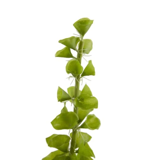 Bells Of Ireland Stems, 3ct. 6 Bells Of Ireland Stems, 3ct. - Image 4