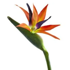 Orange Bird Of Paradise Stems, 4ct. -Michaels D262213S 3