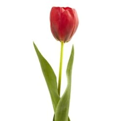 Red Tulip Stems, 8ct. -Michaels D262220S 2
