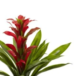 Red Bromeliad Flower, 4ct. 7 Red Bromeliad Flower, 4ct. -Michaels D262230S 3