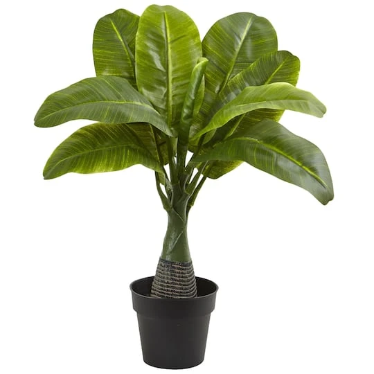 16" Potted Mini Banana Plant 4 16" Potted Mini Banana Plant - Image 2