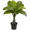 16" Potted Mini Banana Plant 2 16" Potted Mini Banana Plant -Michaels D262324S 1