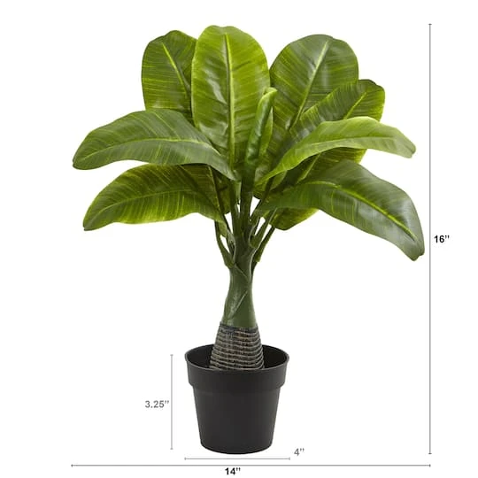 16" Potted Mini Banana Plant 5 16" Potted Mini Banana Plant - Image 3