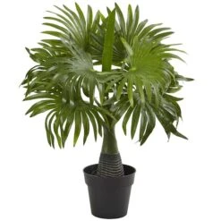 15.5" Potted Mini Fountain Palm Plant