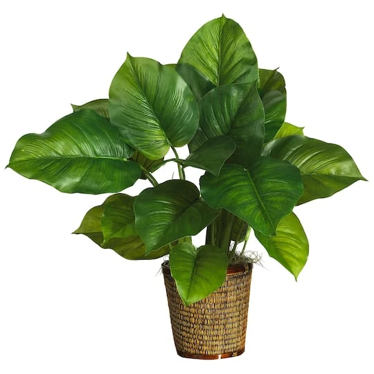 2.5ft. Large Leaf Philodendron Plant In Wicker Basket 4 2.5ft. Large Leaf Philodendron Plant In Wicker Basket - Image 2