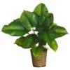 2.5ft. Large Leaf Philodendron Plant In Wicker Basket -Michaels D262373S 1