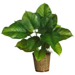 2.5ft. Large Leaf Philodendron Plant In Wicker Basket