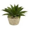 1.5ft. Agave Succulent Plant In White Planter -Michaels D262449S 1