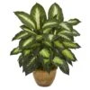 18" Dieffenbachia Tree In Ceramic Planter -Michaels D262462S 11