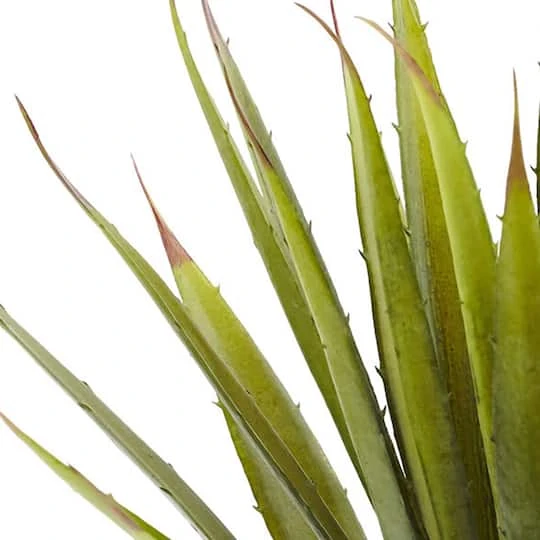 Green Spiky Agave Succulent, 2ct. 5 Green Spiky Agave Succulent, 2ct. - Image 3