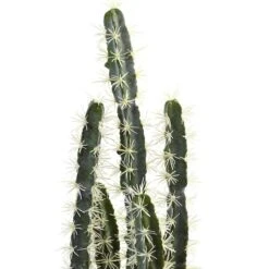 2ft. Cactus Garden In Cement Planter 9 2ft. Cactus Garden In Cement Planter -Michaels D262468S 12