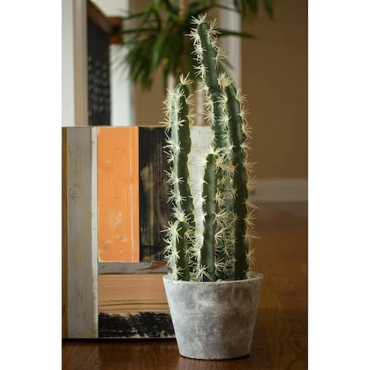 2ft. Cactus Garden In Cement Planter 7 2ft. Cactus Garden In Cement Planter - Image 5