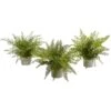 14" Fern In Decorative Pot, 3ct. -Michaels D262469S 11
