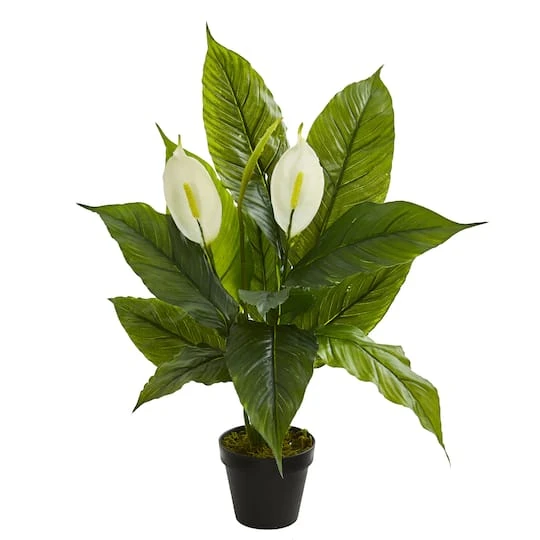 2ft. Potted Peace Lily 4 2ft. Potted Peace Lily - Image 2
