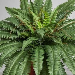 2.5ft. Boston Fern In Wood Vase -Michaels D262481S 14