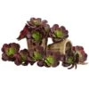 Green & Burgundy Echeveria Succulent, 12ct. 2 Green & Burgundy Echeveria Succulent, 12ct. -Michaels D262489S 1