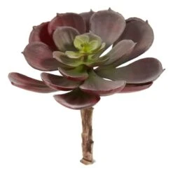 Green & Burgundy Echeveria Succulent, 12ct. -Michaels D262489S 2