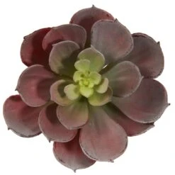Green & Burgundy Echeveria Succulent, 12ct. -Michaels D262489S 3