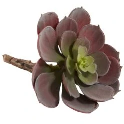 Green & Burgundy Echeveria Succulent, 12ct. -Michaels D262489S 4