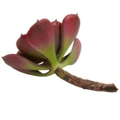 Green & Burgundy Echeveria Succulent, 12ct. -Michaels D262489S 5