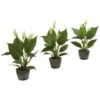 11" Peace Lily With Cement Planter, 3ct. -Michaels D262494S 11