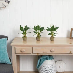 11" Peace Lily With Cement Planter, 3ct. -Michaels D262494S 14