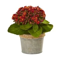 9" Kalanchoe Arrangement In Decorative Pot, 3ct. -Michaels D262522S 4