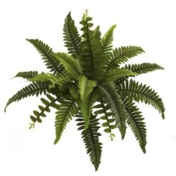 Boston Fern, 6ct. -Michaels D262533S 12