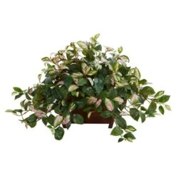 16" Hoya In Decorative Planter