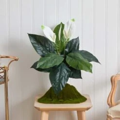 White Peace Lily Plant, 3ct. -Michaels D262550S 12