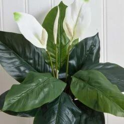 White Peace Lily Plant, 3ct. -Michaels D262550S 14