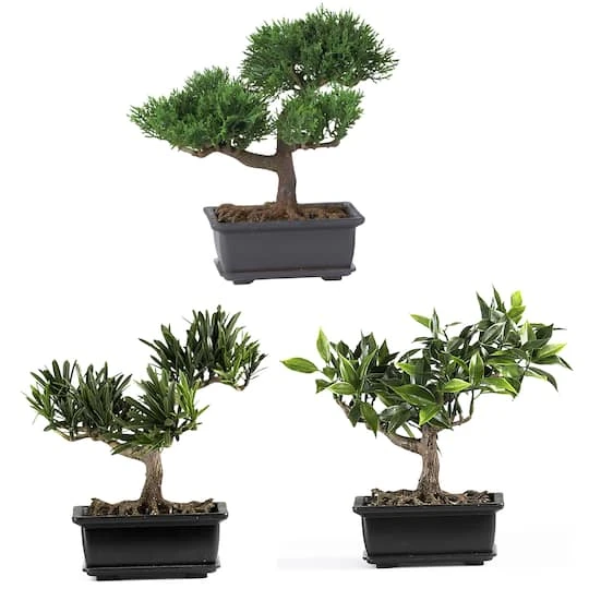 8.5" Potted Bonsai Collection, 3ct. 4 8.5" Potted Bonsai Collection, 3ct. - Image 2